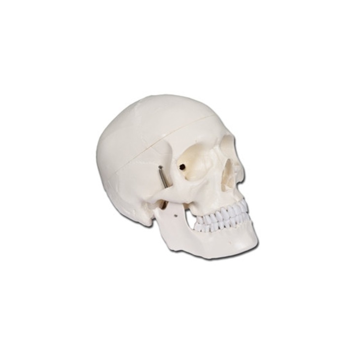 Mulaj craniu uman Gima, detaliat, PVC, 19x13, 5x19cm