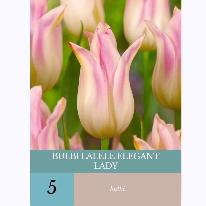 Bulbi de lalele Elegant Lady, 5 bulbi