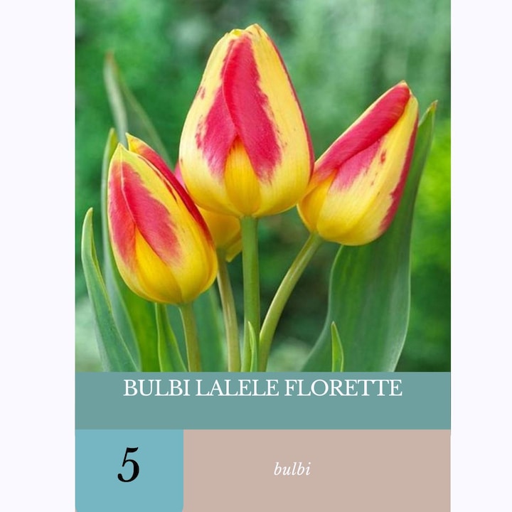 Bulbi de lalele Florette, 5 bulbi