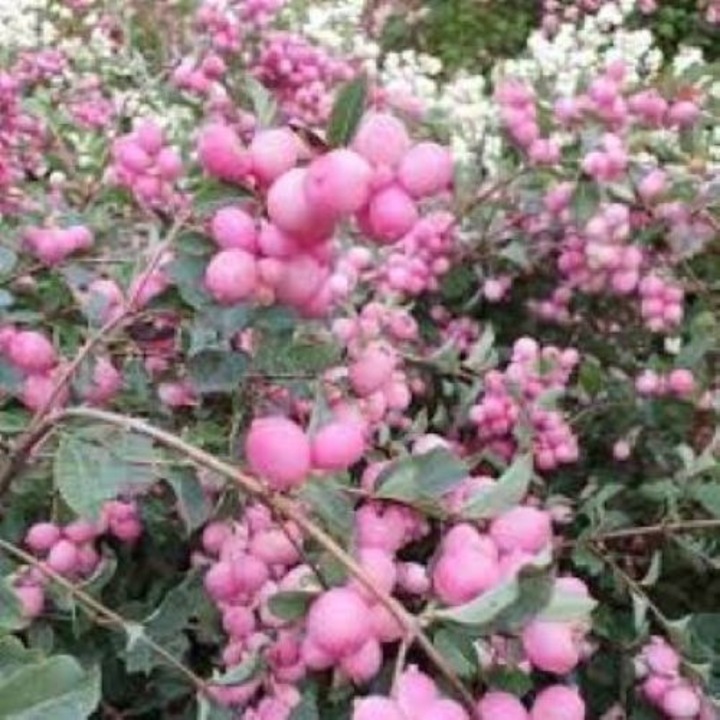 Symphoricarpos Magic Berry la ghiveci C1.5 - H 35-40 cm