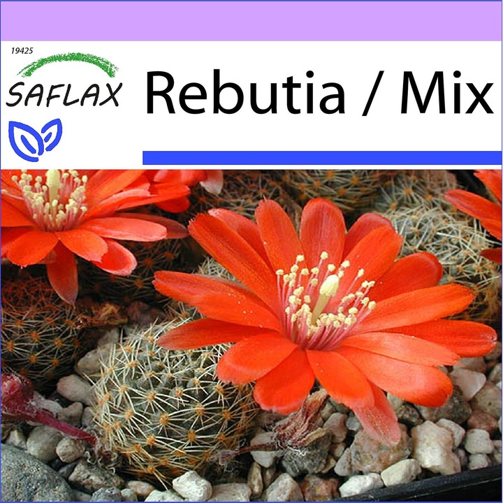 Seminte Rebutia Mix - 40 seminte - Cactus nain argentin - flori colorate