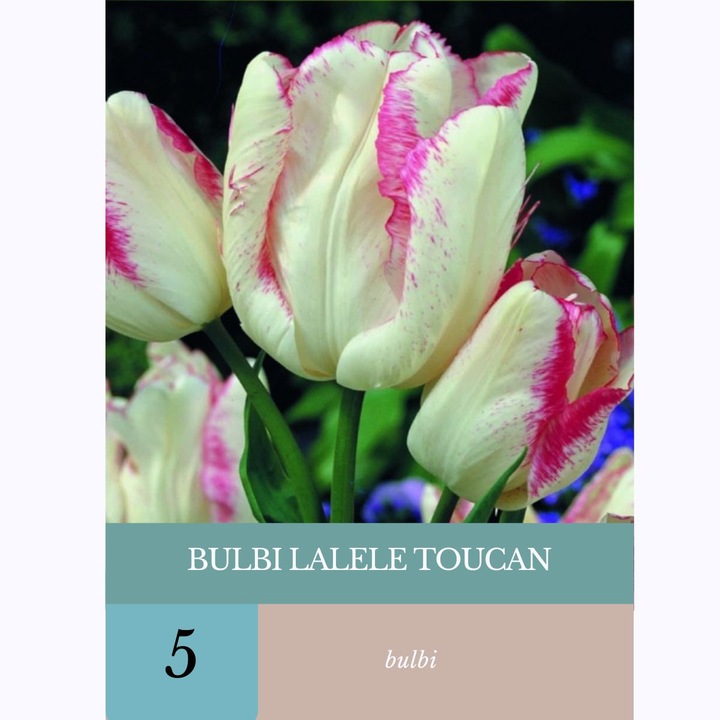 Bulbi de lalele Toucan, Holland Bulb Market, set 5 bulbi, culoare diversă