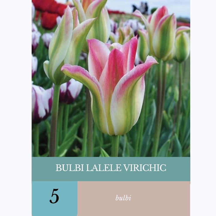 Bulbi de lalele VirIchic, 5 bulbi