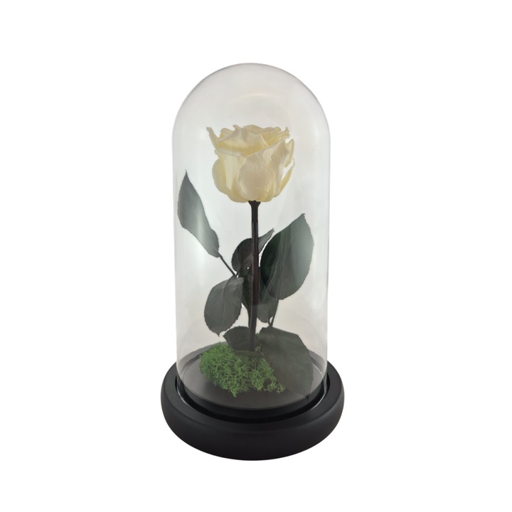 Cupola de sticla cu trandafir criogenat Vanilla Cream, coada criogenata si licheni Verde – 25 x 12 cm – FloraVellé