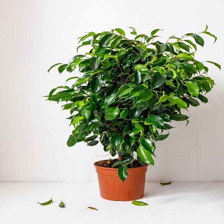 Planta Ficus benjamina, H 70-80 cm