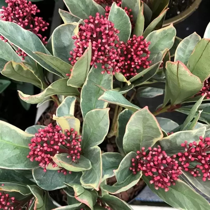 Skimmia Perosa Japonica - planta perena cu frunzis persistent la ghiveci C1, H 30 cm