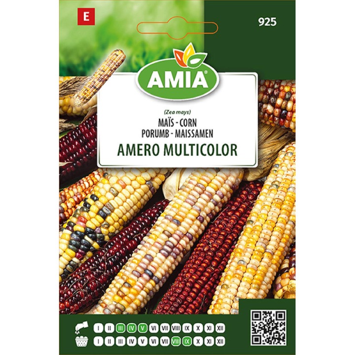 Seminte de porumb Amero Multicolor, AMIA, 7 g