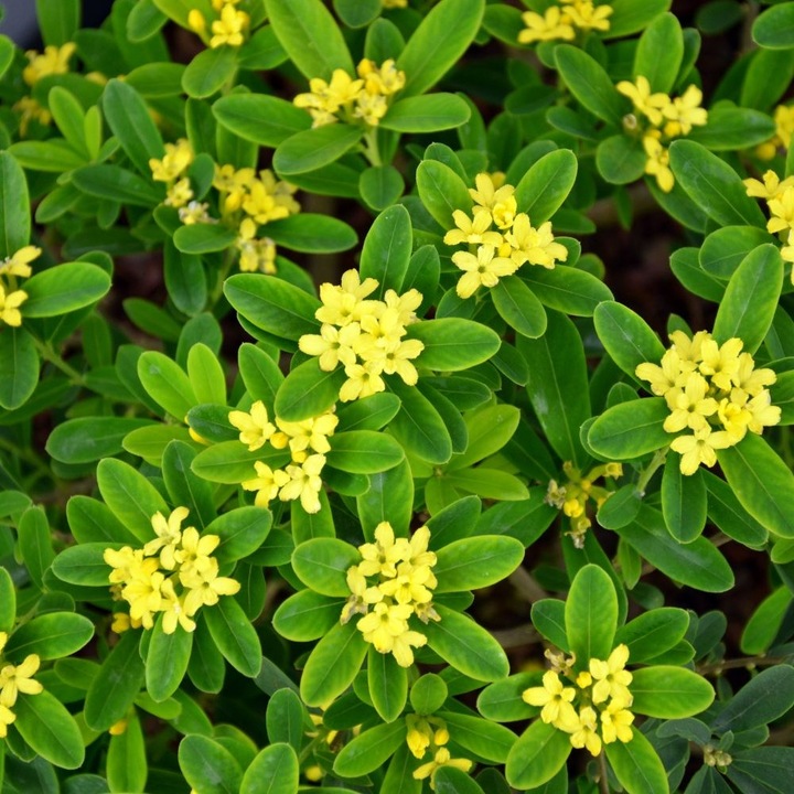 Arbust decorativ Daphne Royal Crown, ghiveci P13, flori galbene parfumate, înălțime 25-35 cm