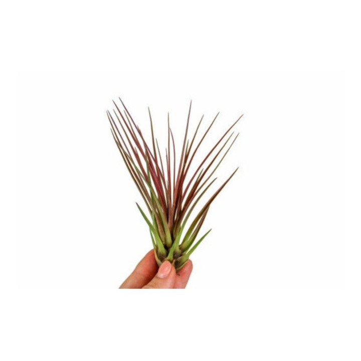 Planta aeriana Tillandsia Melanocrater Red - Medie