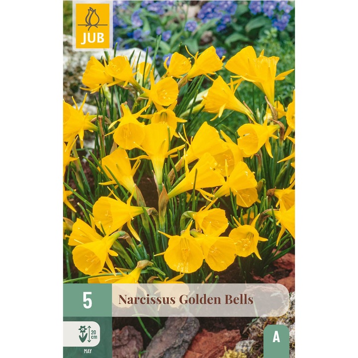 Bulbi Narcise Golden Bells, JUB, 5 buc, pentru borduri si jardiniere, plantare Septembrie-Decembrie, inflorire Mai