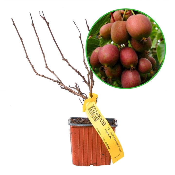 Mini-Kiwi Geneva, Actinidia Arguta, ghiveci 0.9L, H 15-20 cm, femela