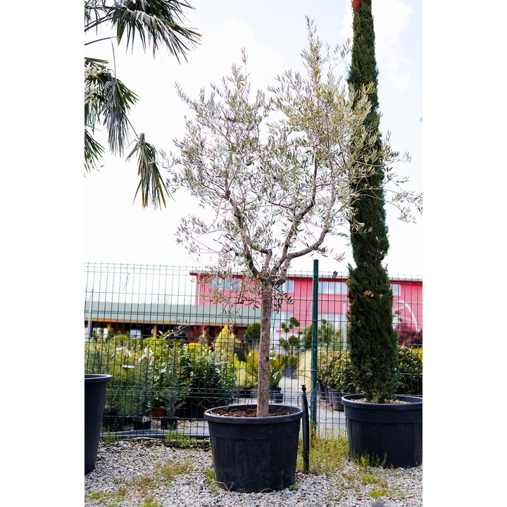 Maslin Globular, Olea Europaea, ghiveci 160L, H 250 cm