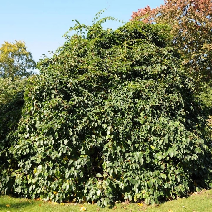 Mini-Kiwi Issai, Actinidia Arguta, ghiveci 0.9L, H 10-15 cm, autofertil