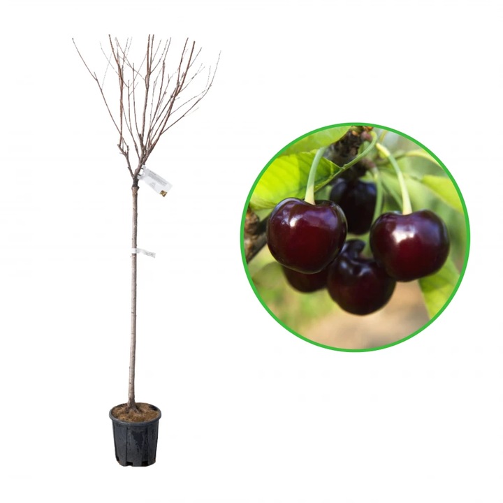 Visin Visciola Nera, Prunus Cerasus, ghiveci 9L, H 150-170 cm, an 3 pe rod