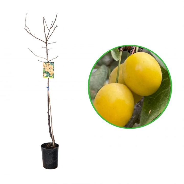 Prun Regina Claudia Gialla, Prunus Domestica, ghiveci 3.6L, H 120-140 cm