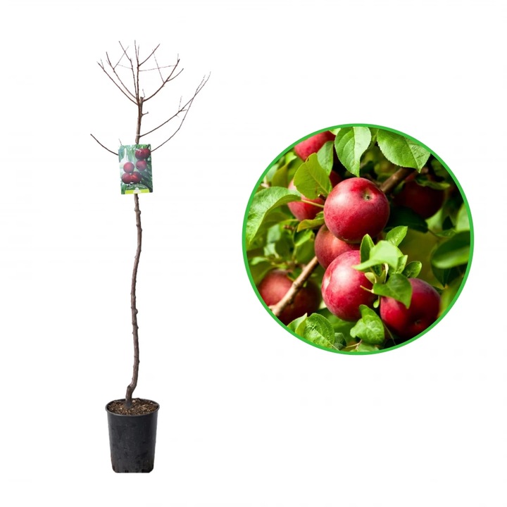 Prun Biricoccolo, Prunus Domestica, ghiveci 3.6L, H 120-140 cm