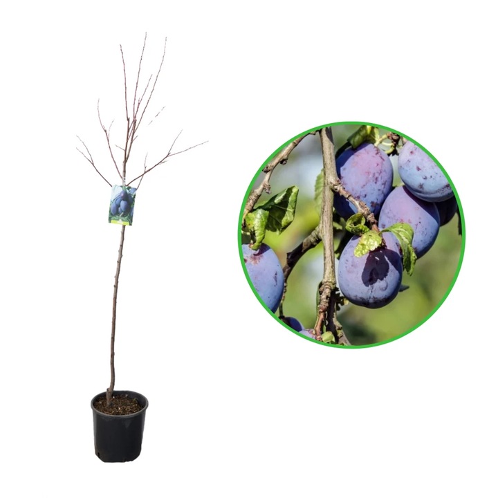 Prun Cassalinga, Prunus Domestica, ghiveci 9L, H 150-170 cm, an 3 pe rod