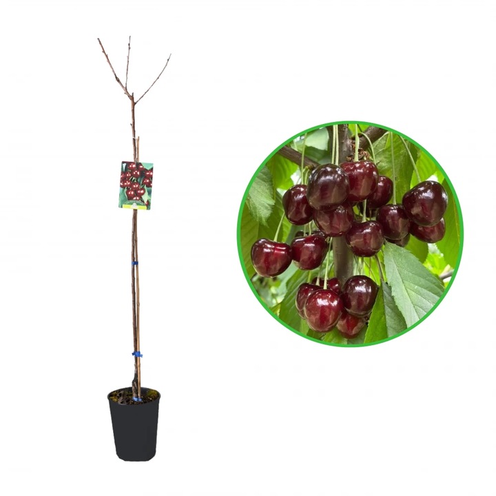 Cires Durone Anella, Prunus Avium, ghiveci 3.6L, H 120-140 cm