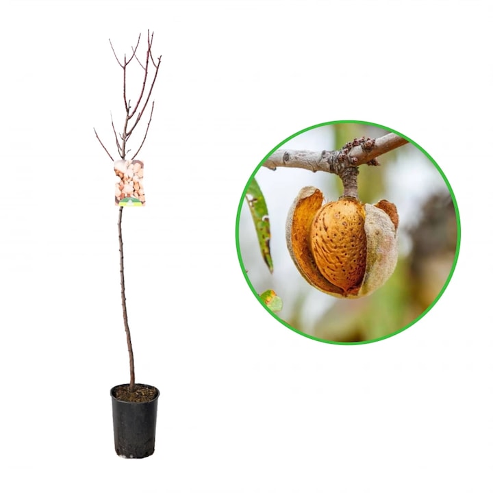 Migdal, Prunus Dulcis, ghiveci 3.6L, H 120-140 cm