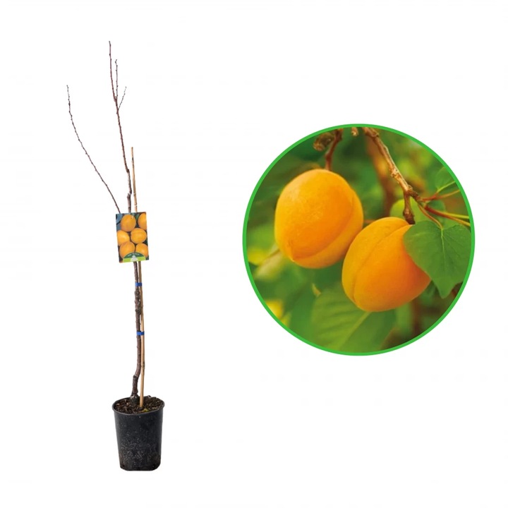 Cais Baracca, Prunus Armeniaca, ghiveci 3.6L, H 120-140 cm