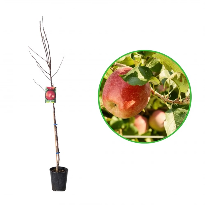 Mar Imperatore, Malus Domestica, ghiveci 3.6L, H 120-140 cm