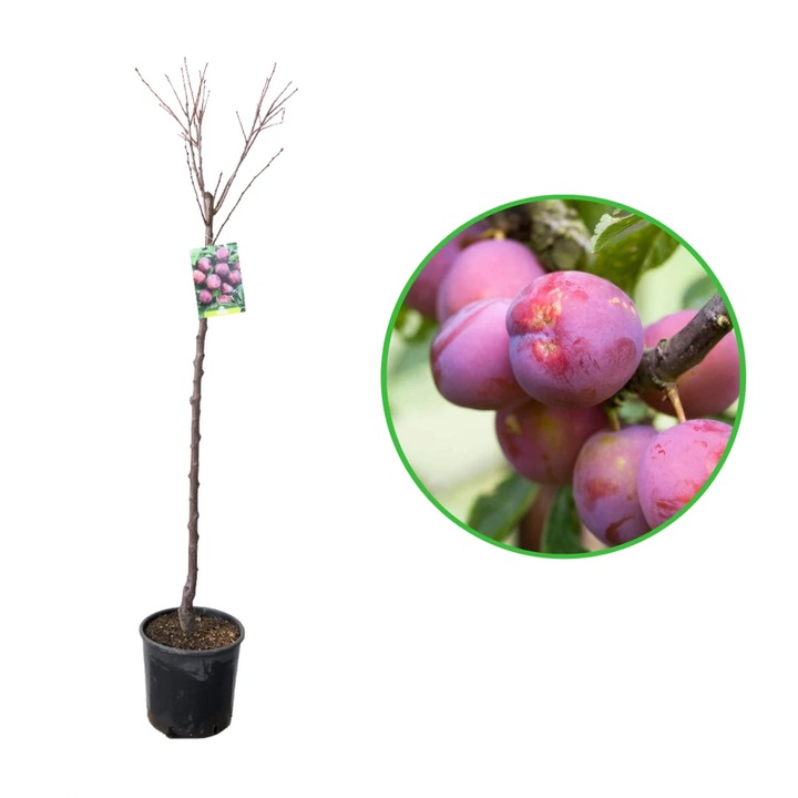 Prun Burmosa, Prunus Domestica, ghiveci 9L, H 150-170 cm, an 3 pe rod