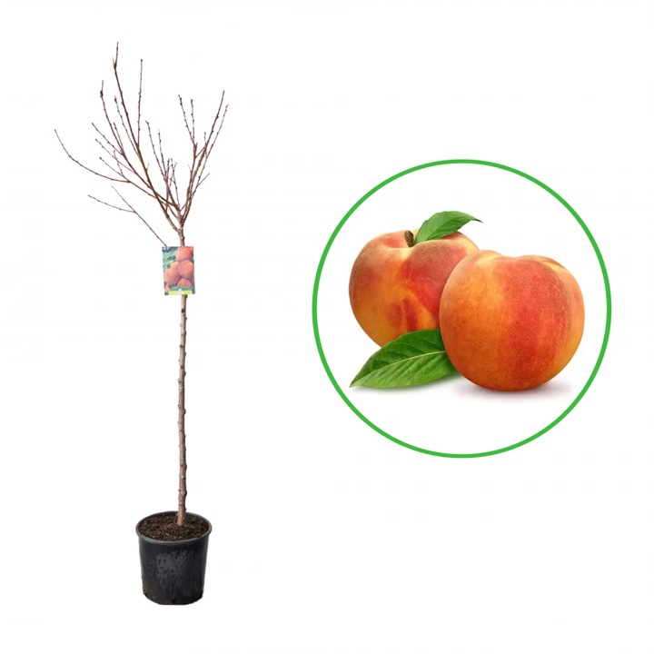 Piersic My Crest, Prunus Persica, ghiveci 9L, H 150-170 cm, an 3 pe rod