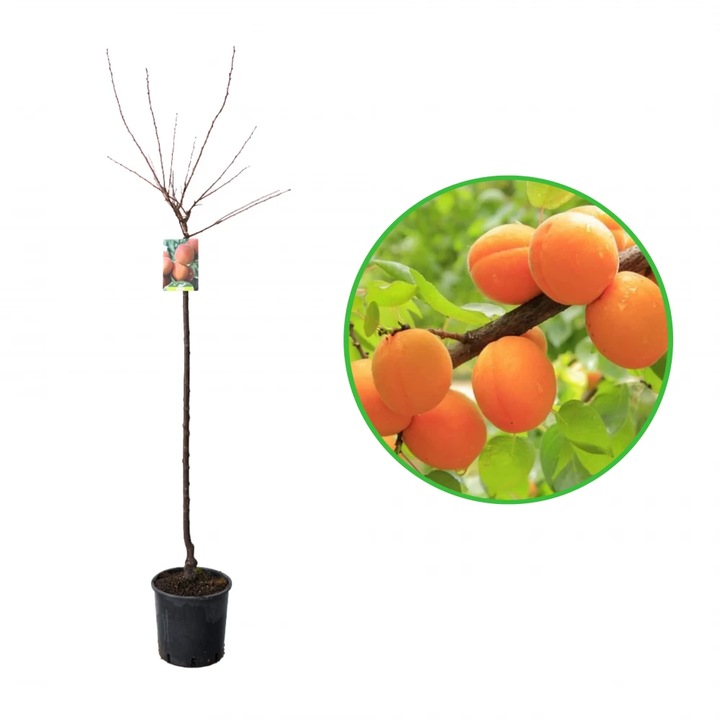 Cais Pisana, Prunus Armeniaca, ghiveci 9L, H 150-170 cm, an 3 pe rod