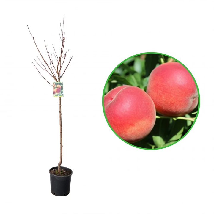 Piersic Maddalena, Prunus Persica, ghiveci 9L, H 150-170 cm, an 3 pe rod