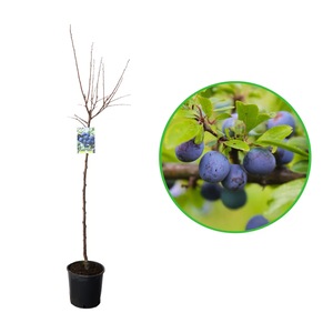 Pomi, arbusti si butasi