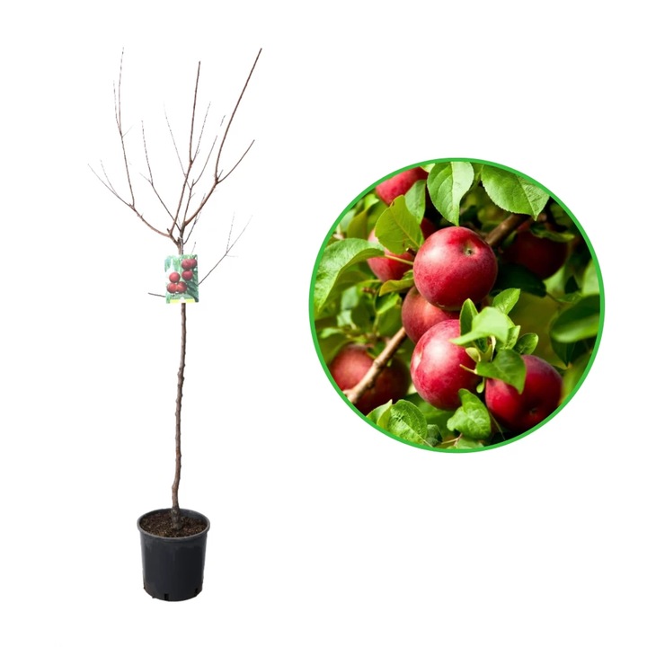 Prun Biricoccolo, Prunus Domestica, ghiveci 9L, H 150-170 cm, an 3 pe rod