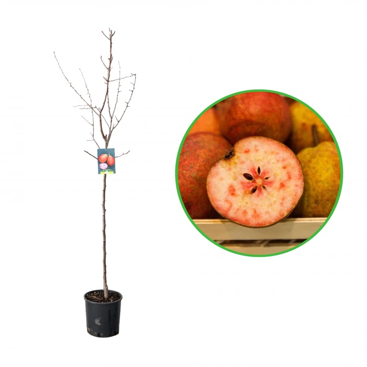 Par Cocomerina, Pyrus Communis, ghiveci 9L, H 150-170 cm, an 3 pe rod