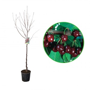 Pomi, arbusti si butasi