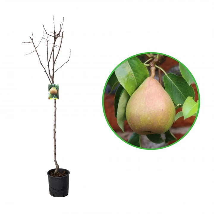 Par Supertino, Pyrus Communis, ghiveci 9L, H 150-170 cm, an 3 pe rod