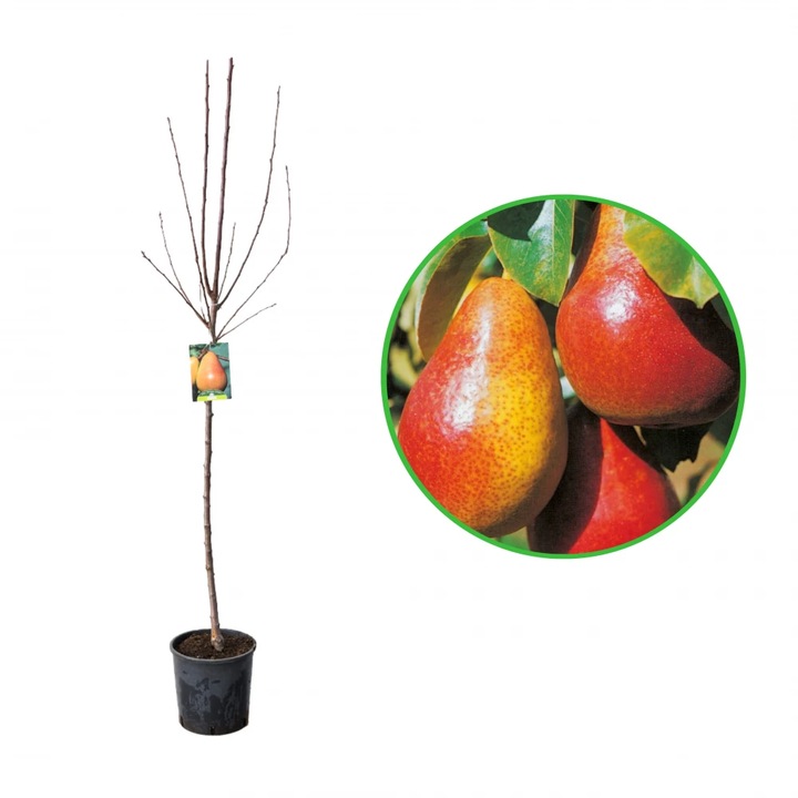 Par Bonne Louise a Avranches, Pyrus Communis, ghiveci 9L, H 150-170 cm, an 3 pe rod