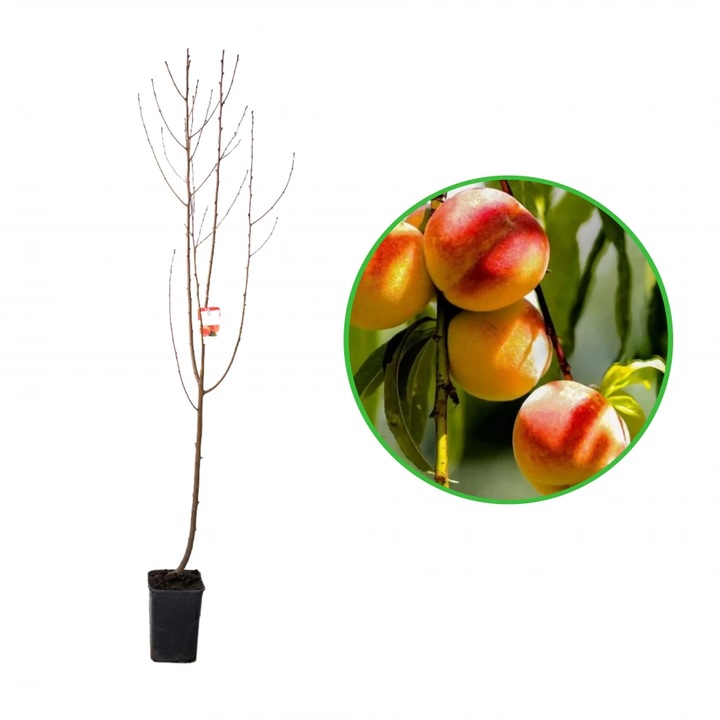 Piersic Royalvee, Prunus Persica, ghiveci 3.6L, H 120-140 cm