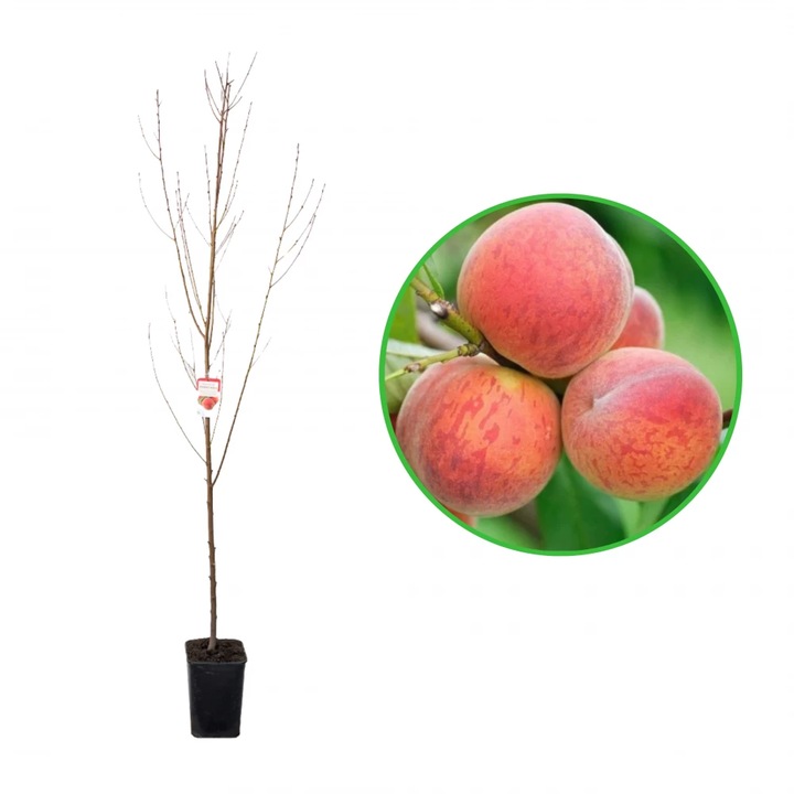 Piersic Inka, Prunus Persica, ghiveci 3.6L, H 120-140 cm