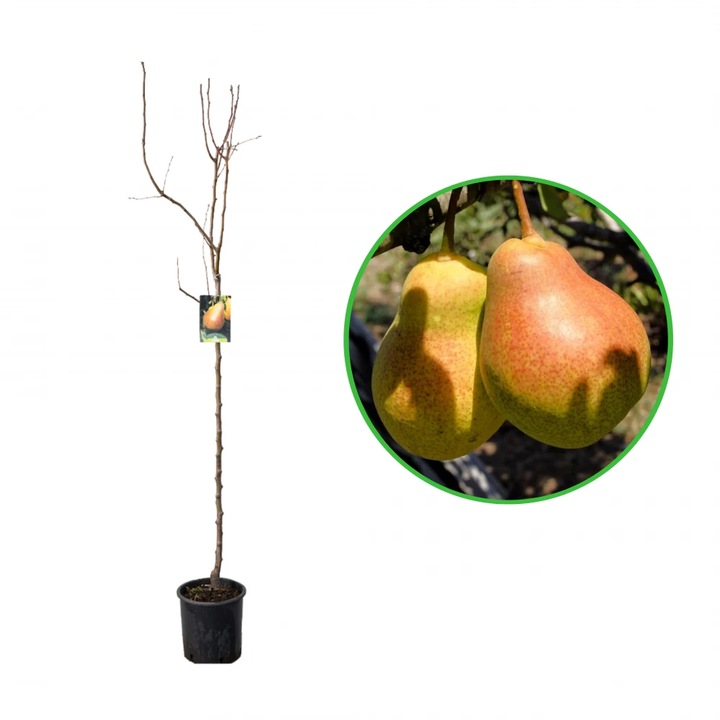 Par Precoce di Fiorano, Pyrus Communis, ghiveci 9L, H 150-170 cm, an 3 pe rod