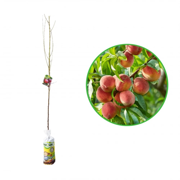 Piersic Cardinal, Prunus Persica, butas in turba 11L, H 120-140 cm