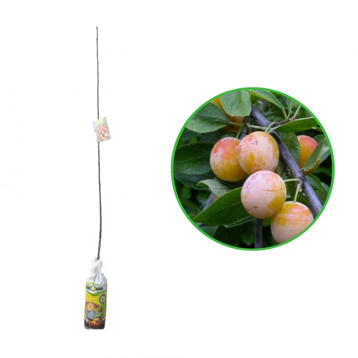Prun Mirabelle de Nancy, Prunus Domestica, butas in turba 11L, H 130-150 cm
