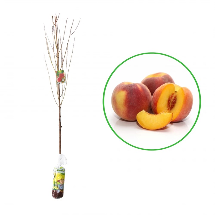 Piersic Hale, Prunus Persica, butas in turba 11L, H 120-150 cm