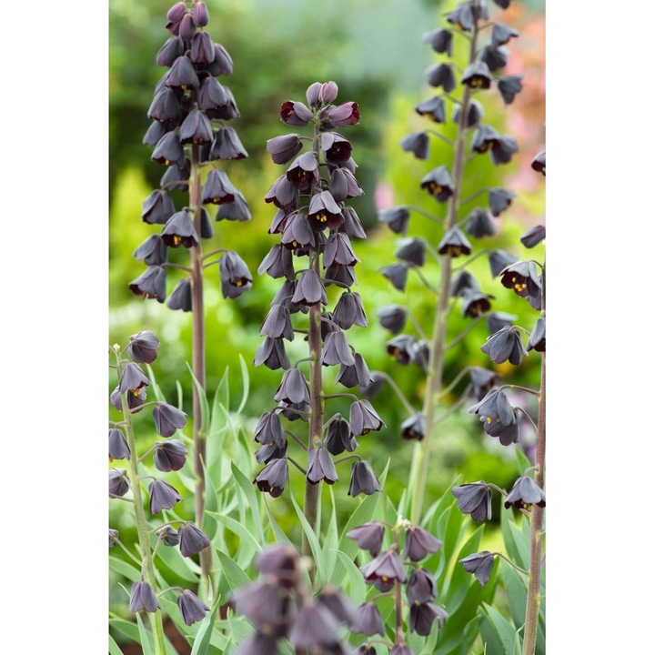 Bulbi Fritillaria Persica ADIYAMAN, marimea 18/20, 1 buc