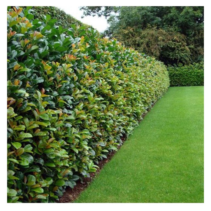 Laur Englezesc Novita 80-100cm, radacina nuda