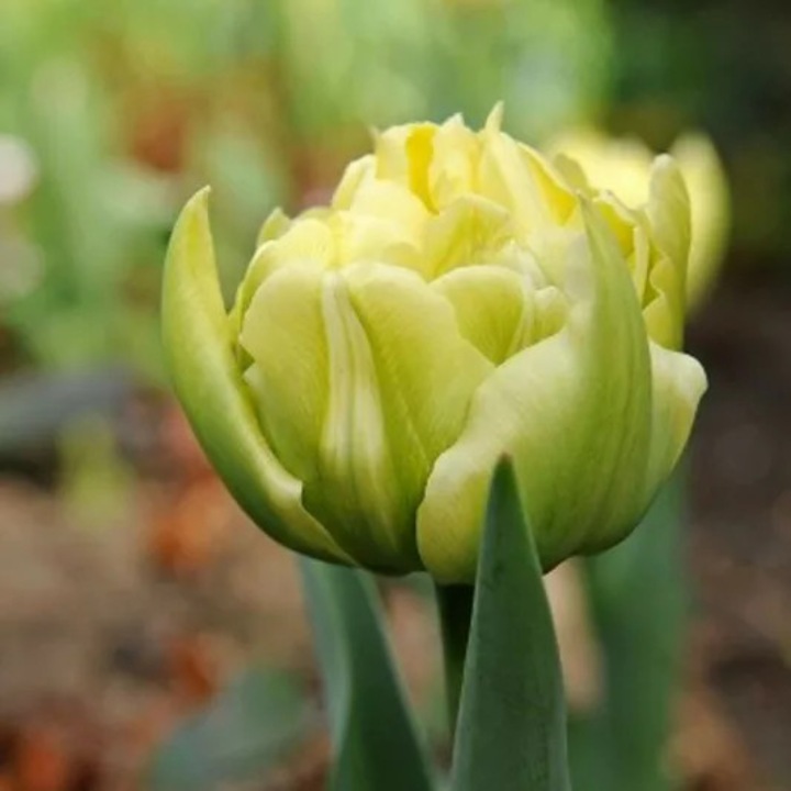 Bulb lalea, Tulipa Verona 12/+, 5 bulbi