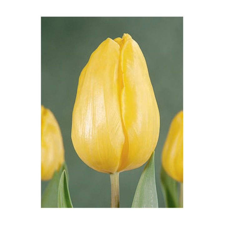 Bulb lalea, Tulipa Strong Gold 12/+, 5 bulbi