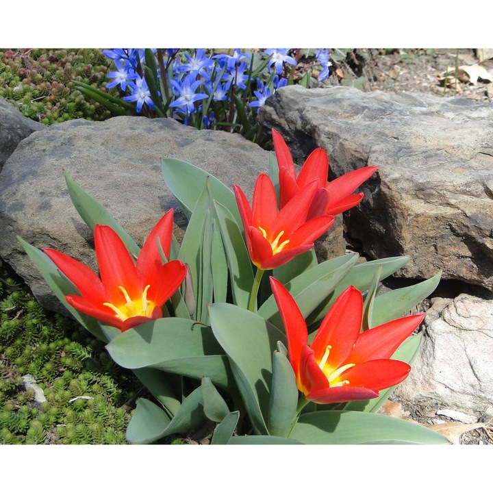 Bulb lalea, Tulipa Scarlet Baby 12/+, 5 bulbi