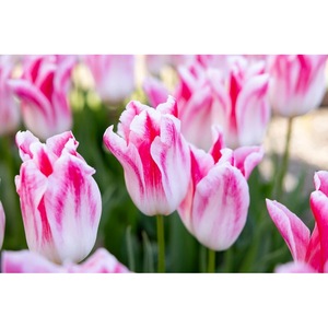 Bulbi, seminte si rasaduri