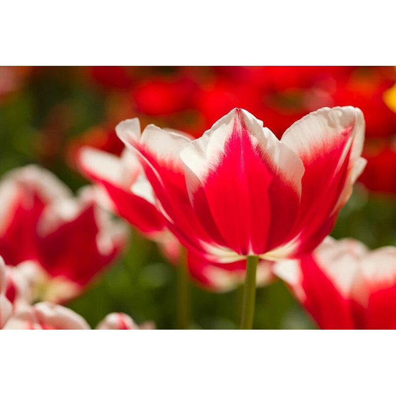 Bulbi lalea, Tulipa Leen Van Der Mark 12/+, 5 bulbi - eMAG.ro