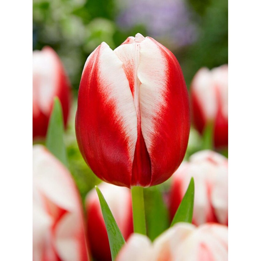 Bulbi lalea, Tulipa Leen Van Der Mark 12/+, 5 bulbi - eMAG.ro