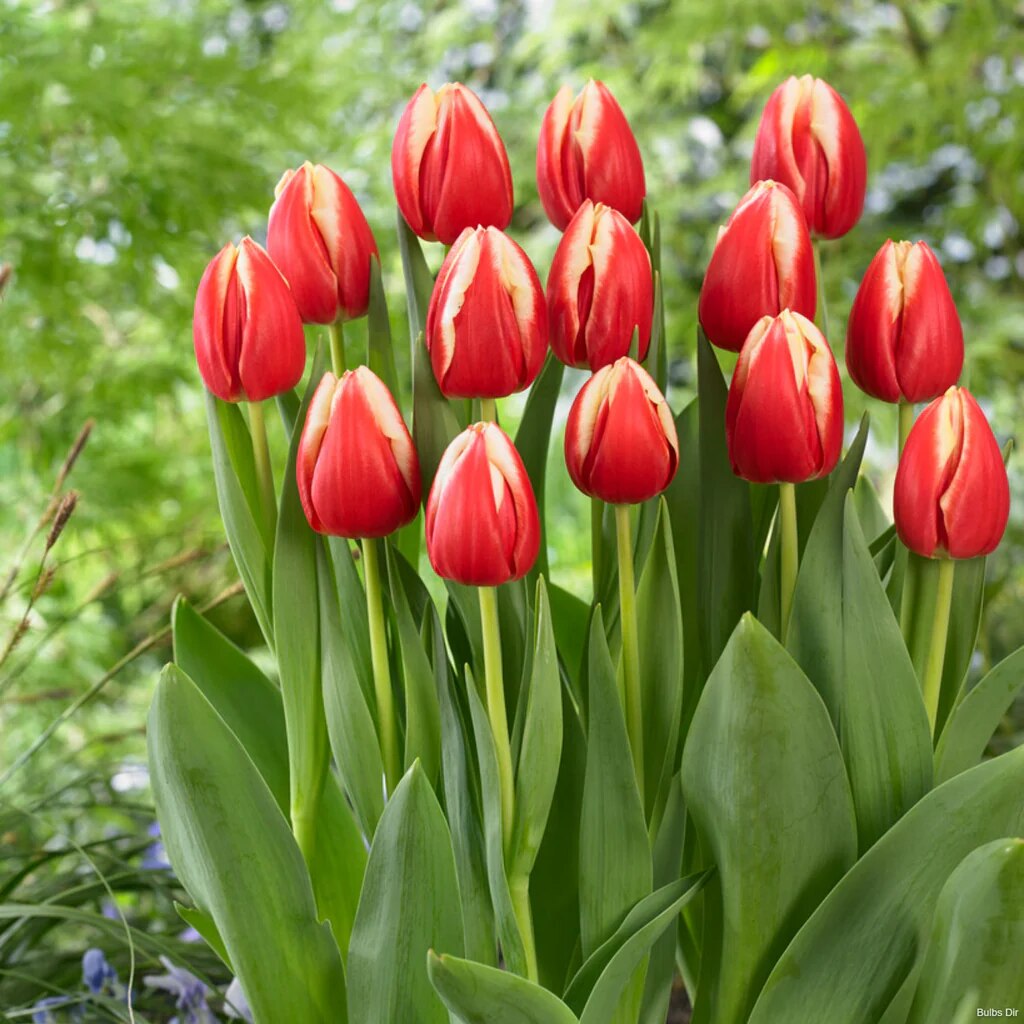 Bulbi lalea, Tulipa Leen Van Der Mark 12/+, 5 bulbi - eMAG.ro